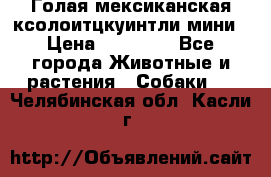 Голая мексиканская ксолоитцкуинтли мини › Цена ­ 20 000 - Все города Животные и растения » Собаки   . Челябинская обл.,Касли г.